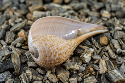 shell