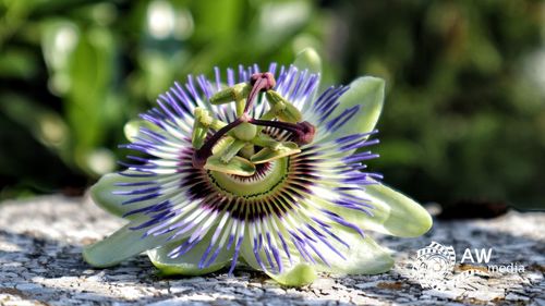 Close-up of purple flower