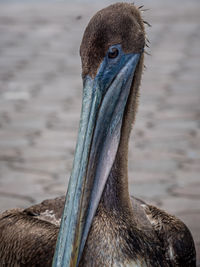 Close-up of a bird