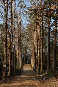 Pathway along trees