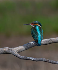 Close-up of bird perching on branch