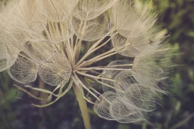 Close-up of plant against blurred background