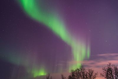 Low angle view of aurora polaris at night