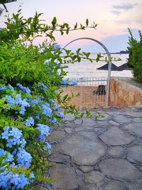 Plants by wall and building against sky