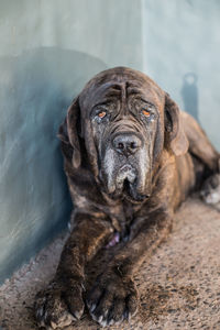 Close-up portrait of a dog