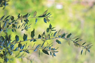 Low angle view of leaves on plant