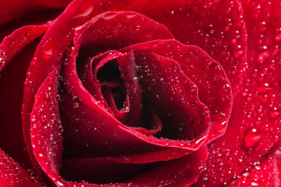Full frame shot of wet rose