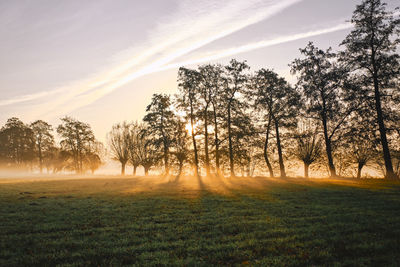 Sunlight streaming through trees on field