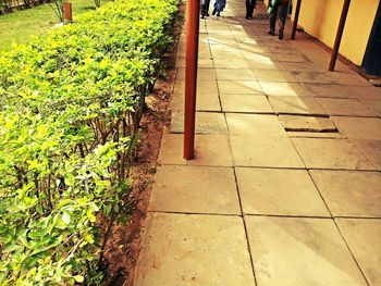Footpath along trees