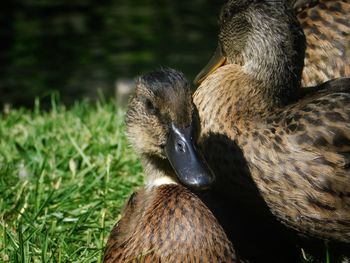 Close-up of duck on field
