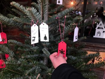 Midsection of person holding christmas tree