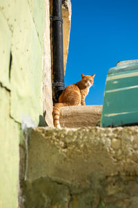 Cat sitting on wall