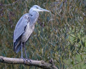 High angle view of gray heron perching on tree