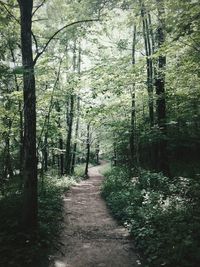 Trees in forest