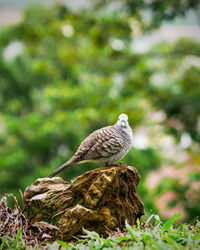 Bird perching on tree