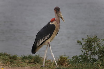 Bird perching on a lake