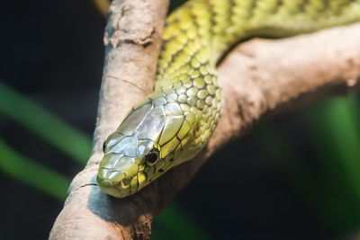 Close-up of snake on branch