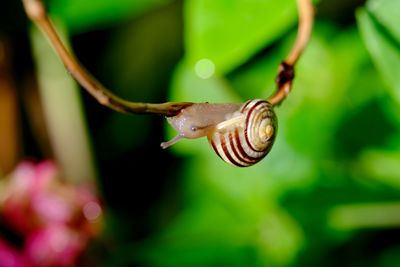 Macro shot of upside down snail on stem