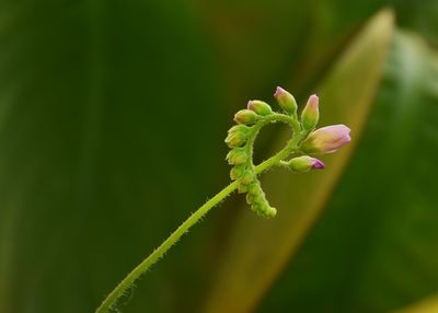 Close-up of pink flower buds