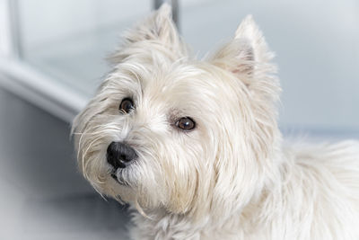 Cute west highland white terrier looks to the camera