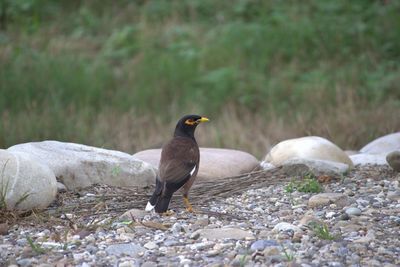 Bird perching on field