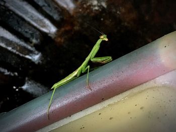 Close-up of insect on retaining wall