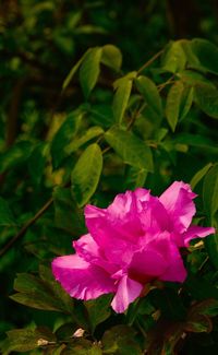 Close-up of pink flowering plant