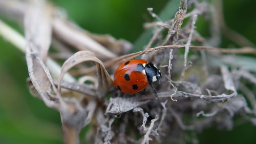 Close-up of ladybug on plant