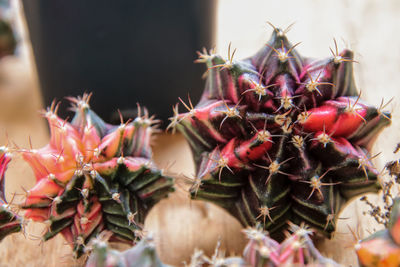 Close-up of succulent plant