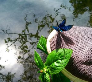 High angle view of butterfly on fabric by lake