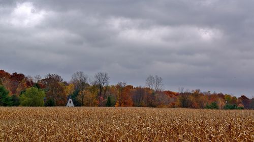 Scenic view of wheat field against sky