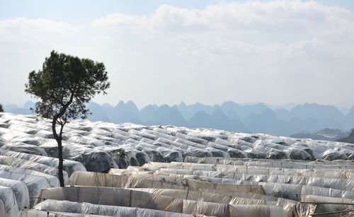 Kumquat trees covered by plastic on the fields of yangshuo, guilin, china