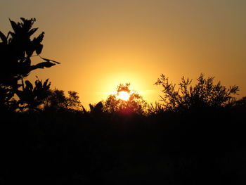 Silhouette trees against orange sky