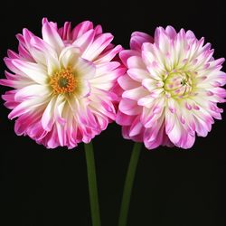 Close-up of pink flowers blooming against black background