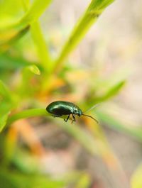 Close-up of insect on plant