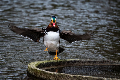 Duck swimming in lake