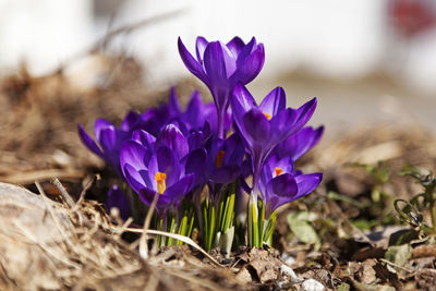 Close-up of purple crocus flowers on field