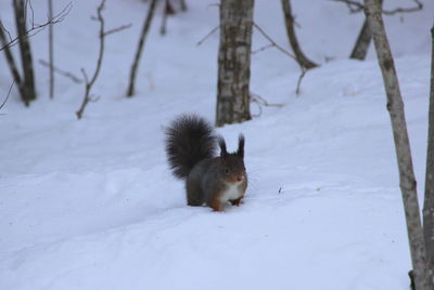 Close-up of squirrel on snow