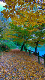 Trees in park during autumn