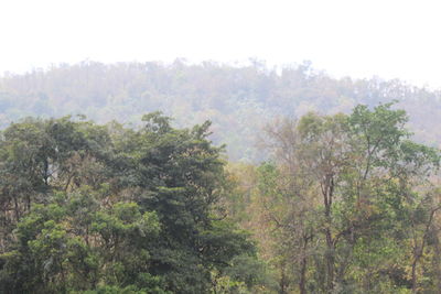 Trees in forest against sky