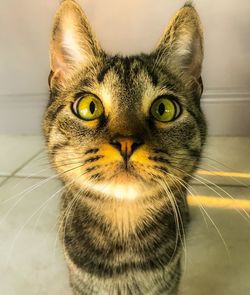 Close-up portrait of a cat