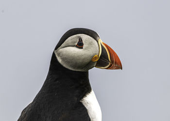 Close-up of a bird against white background