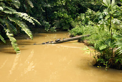 Scenic view of lake in forest