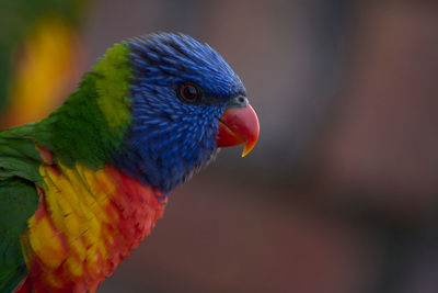 Close-up of parrot