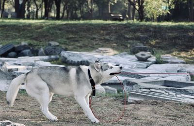 View of dog standing on field