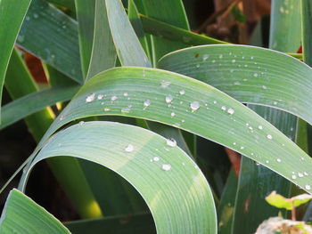 Close-up of fresh green plant