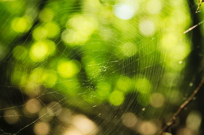 Close-up of spider on web