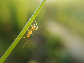 Close-up of damselfly on leaf