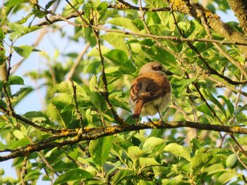 Low angle view of bird perching on branch