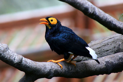 Close-up of bird perching on branch